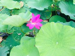 -羊亭河湿地公园