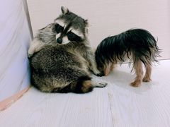 -浣熊柯尔鸭土拨鼠·电玩咖