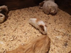 -酷嗒动物文化乐园(cutezoo西溪乐天城店)