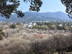 -香雪海