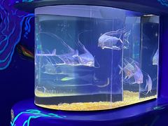 -欢乐海岸海洋奇梦馆