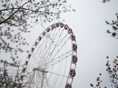 -顾村公园