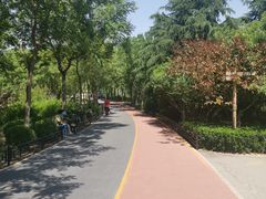 -大兴滨河森林公园