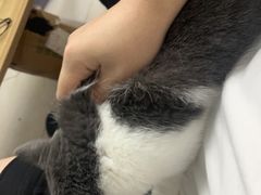 -爱洗澡的猫(天河路店)