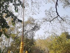 -独树成林