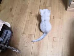 -柚子猫舍·精品猫舍购猫·猫咪认养·购宠·宠物店