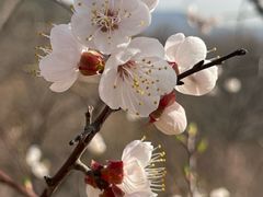 -北京西山国家森林公园