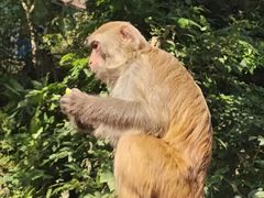 -西双版纳原始森林公园