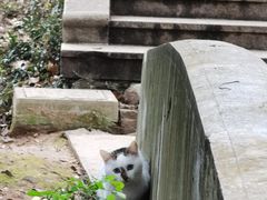 -雨花胜境