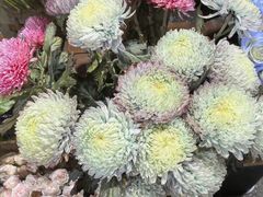 -循礼门鲜花花市(武汉循礼门店)