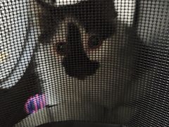 -米苏动物医院·犬猫专科·骨科外科内窥镜
