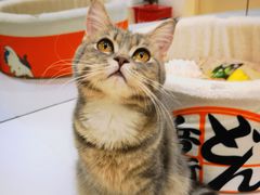 -COLOR PETS 撸猫馆·购猫·猫咖(长风大悦城店)