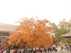 -香山公园