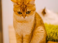 -有喵·猫咖·狗咖·40+猫狗有小奶狗(岗厦店)