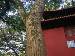 -普陀山风景名胜区-法雨禅寺
