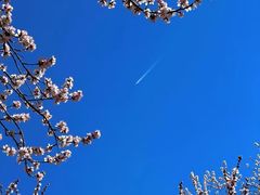 -桃花堤公园