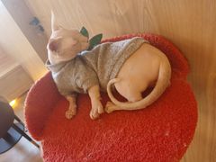 -猫腻·猫咖·撸猫馆(星光大道店)