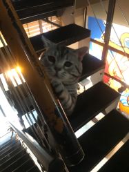 -幸运7纹身刺青Lucky7tattoo