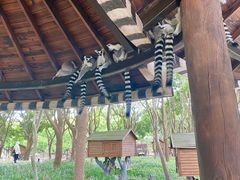 -上海野生动物园