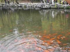 -西湖外事游船(花港观鱼码头)