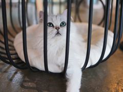 -喵屿·大理花园猫咖