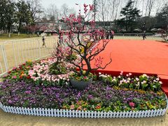 -红梅公园