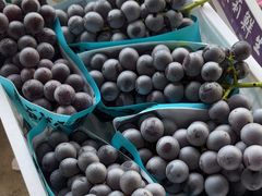 -马陆小张葡萄园农家乐