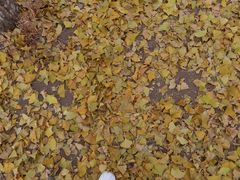 -长白岛森林公园