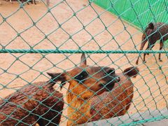 -西霞口神雕山野生动物世界