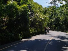 -西双版纳原始森林公园