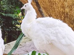 -广州长隆野生动物世界