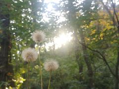 -北京上方山国家森林公园