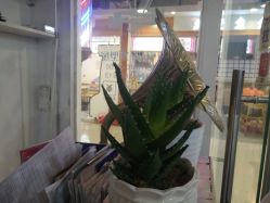 -Ly形象设计