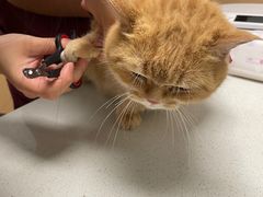 -瑞派康怡24h宠物医院·犬猫医疗中心·微创绝育(瑞景分院)