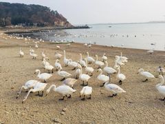-烟墩角天鹅湖