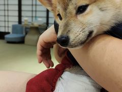 -逗柴咖啡屋·狗咖猫咖宠物桌游