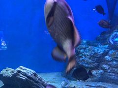 -成都浩海立方海洋公园