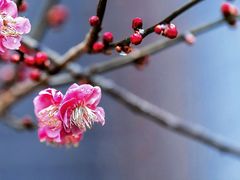 -香雪海