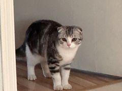-伟伟宠物医院·瑞派猫友好医院·猫科(光谷店)