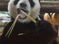 -西霞口神雕山野生动物世界