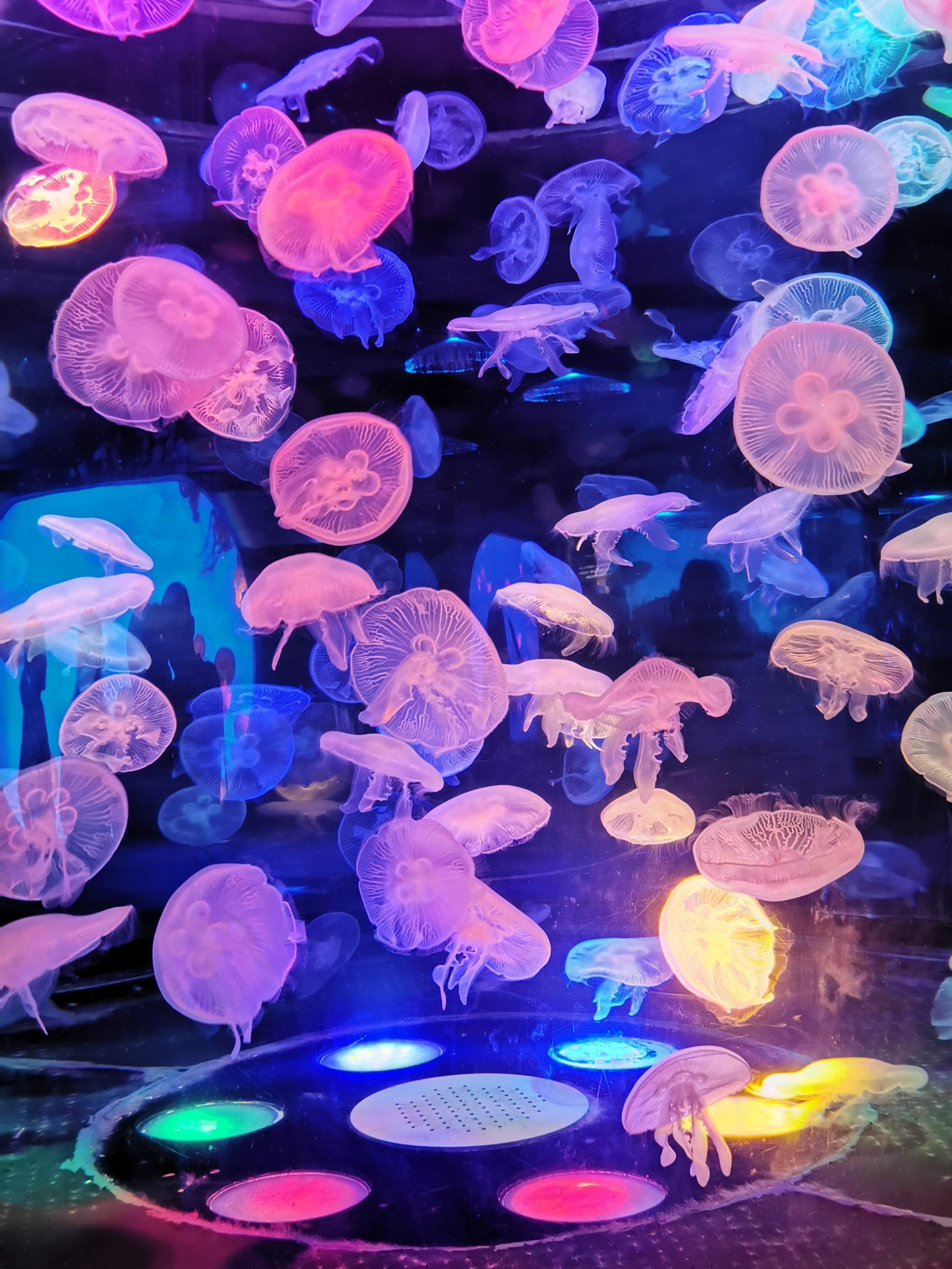 海洋世界的水母