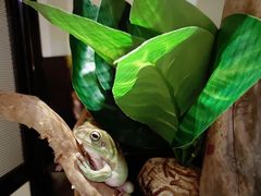 -酷以爬仙阁实体爬宠店·守宫·蜥蜴·专业繁育