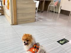 -纳吉亚猫专科动物医院(康都外科中心)