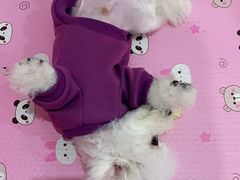 -翊宠yipet猫狗购宠庄园犬舍•猫舍