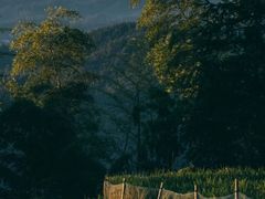 -紫鹊界梯田景区