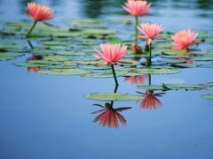 -白鹭湾湿地公园