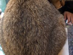 -猫色咖啡·猫咖