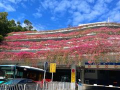 -深圳仙湖植物园