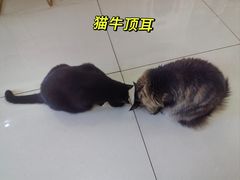 -鼓捣猫呢主题猫咖店