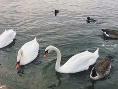 -海德公园